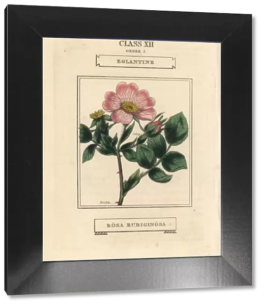 Eglantine or sweet briar rose, Rosa rubiginosa