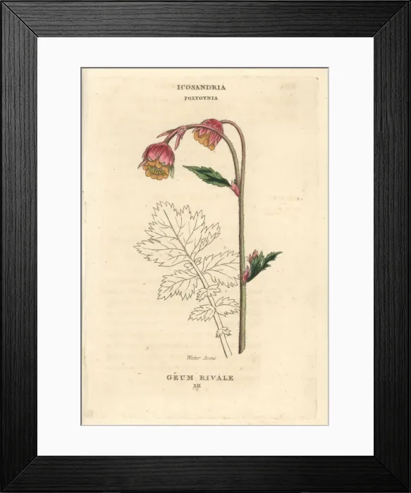 Framed Print : Water avens, Geum rivale Framed Print : Water avens, Geum rivale