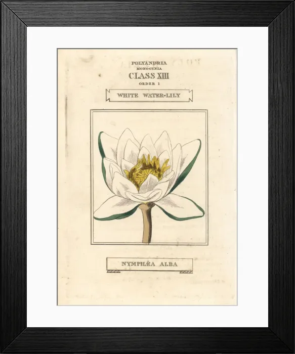Framed Print : White waterlily, Nymphaea alba Framed Print : White waterlily, Nymphaea alba