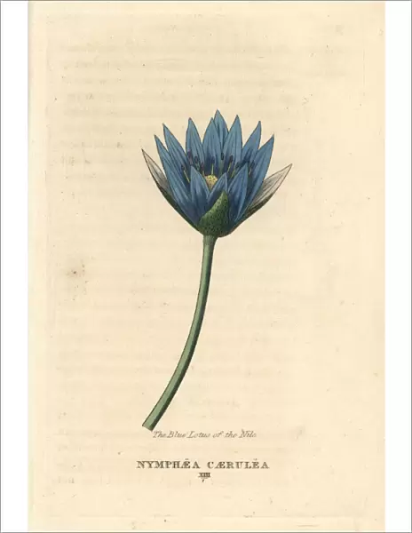 Blue lotus of the Nile, Nymphaea caerulea