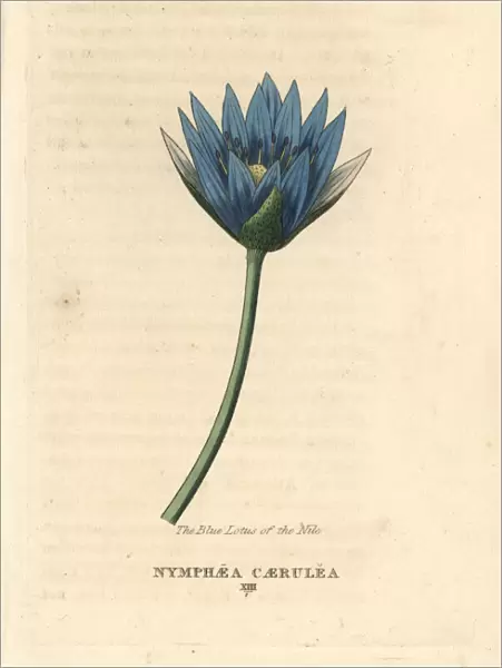 Blue lotus of the Nile, Nymphaea caerulea