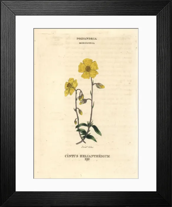 Framed Print : Dwarf cistus, Cistus helianthemum Framed Print : Dwarf cistus, Cistus helianthemum