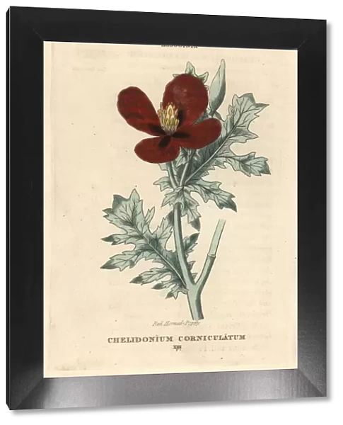 Red horned poppy, Glaucium corniculatum