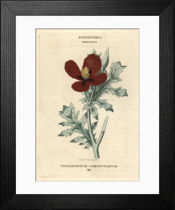 Framed Print : Red horned poppy, Glaucium corniculatum Framed Print : Red horned poppy, Glaucium corniculatum