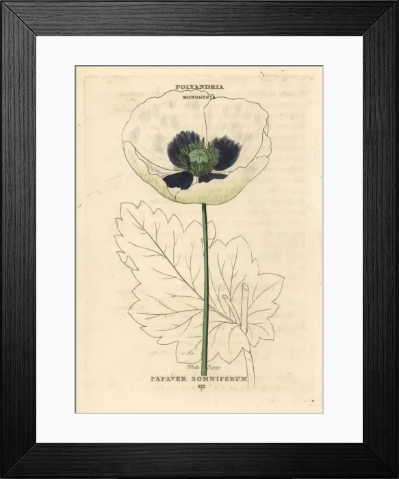 Framed Print : White opium poppy, Papaver somniferum Framed Print : White opium poppy, Papaver somniferum