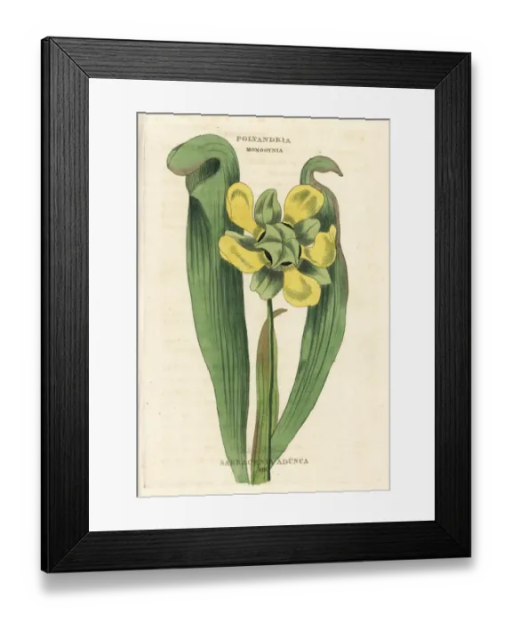Framed Print : Hooded pitcher plant, Sarracenia minor Framed Print : Hooded pitcher plant, Sarracenia minor