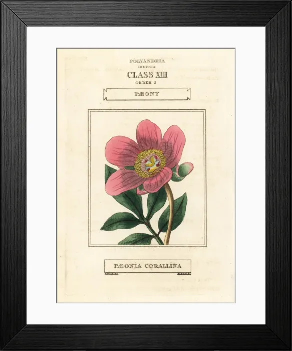 Framed Print : Wild peony, Paeonia mascula Framed Print : Wild peony, Paeonia mascula