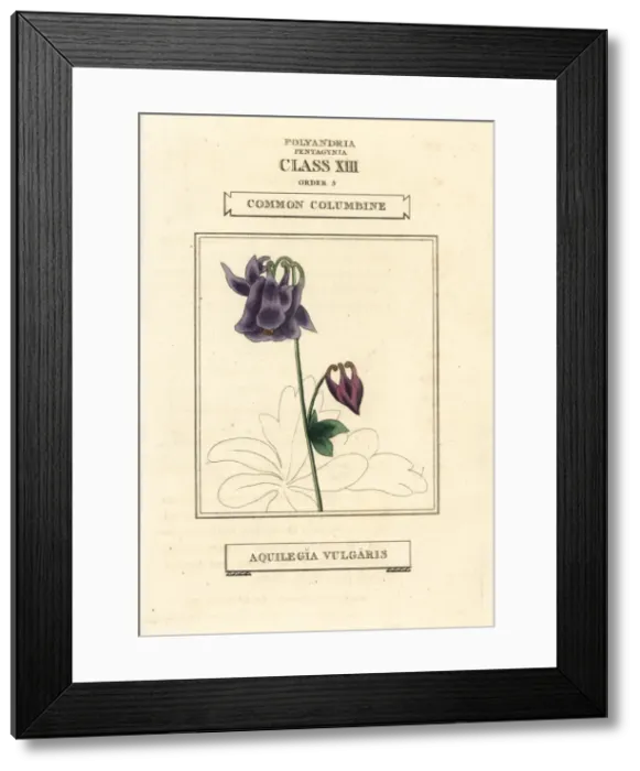 Framed Print : Common columbine, Aquilegia vulgaris Framed Print : Common columbine, Aquilegia vulgaris