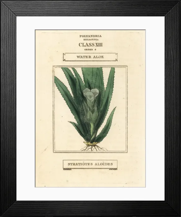 Framed Print : Water soldier or water aloe, Stratiotes aloides Framed Print : Water soldier or water aloe, Stratiotes aloides