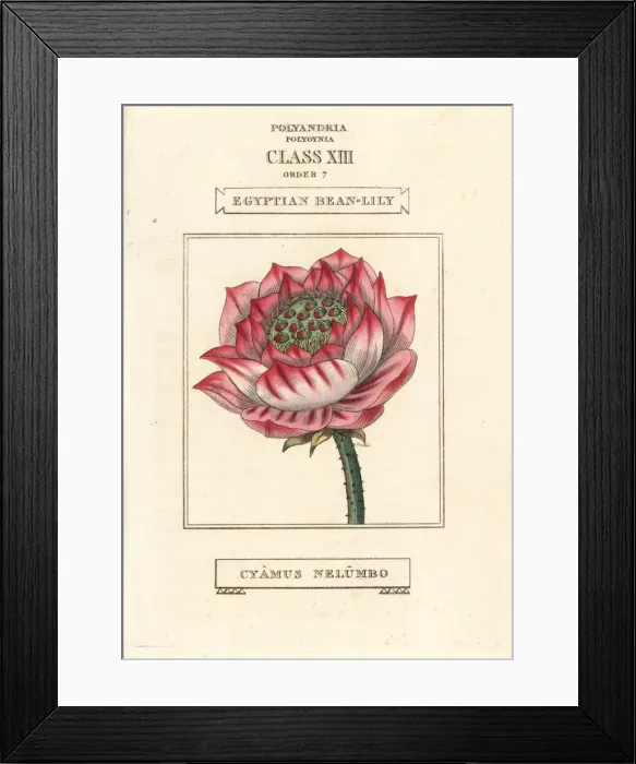 Framed Print : Sacred lotus, Nelumbo nucifera Framed Print : Sacred lotus, Nelumbo nucifera
