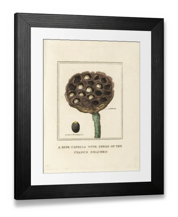 Framed Print : Sacred lotus, Nelumbo nucifera Framed Print : Sacred lotus, Nelumbo nucifera