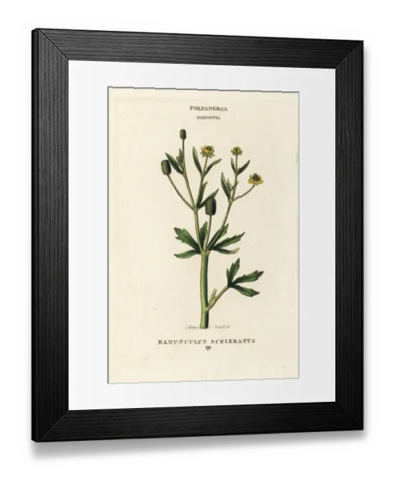 Framed Print : Celery-leaved crowfoot, Ranunculus sceleratus Framed Print : Celery-leaved crowfoot, Ranunculus sceleratus