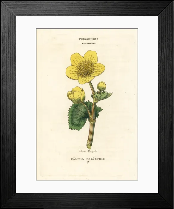 Framed Print : Marsh marigold, Caltha palustris
