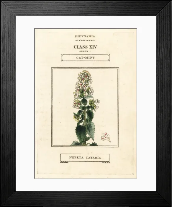 Framed Print : Catmint or catnip, Nepeta cataria Framed Print : Catmint or catnip, Nepeta cataria