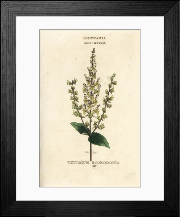 Framed Print : Wild sage, Teucrium scorodonia Framed Print : Wild sage, Teucrium scorodonia