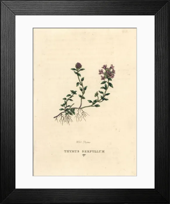 Framed Print : Wild thyme, Thymus serpyllum Framed Print : Wild thyme, Thymus serpyllum
