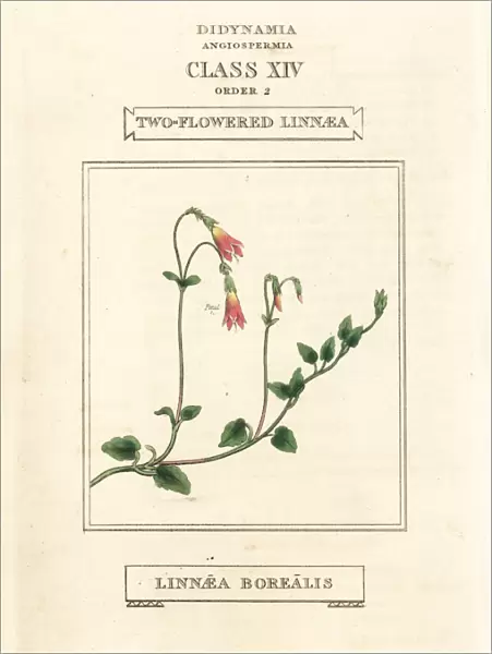 Twinflower or two-flowered linnaea, Linnaea borealis