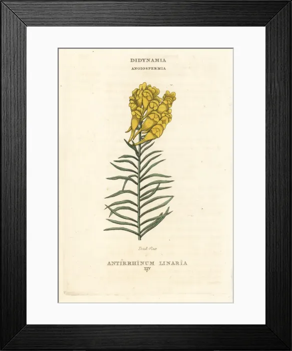 Framed Print : Toadflax, Linaria vulgaris Framed Print : Toadflax, Linaria vulgaris