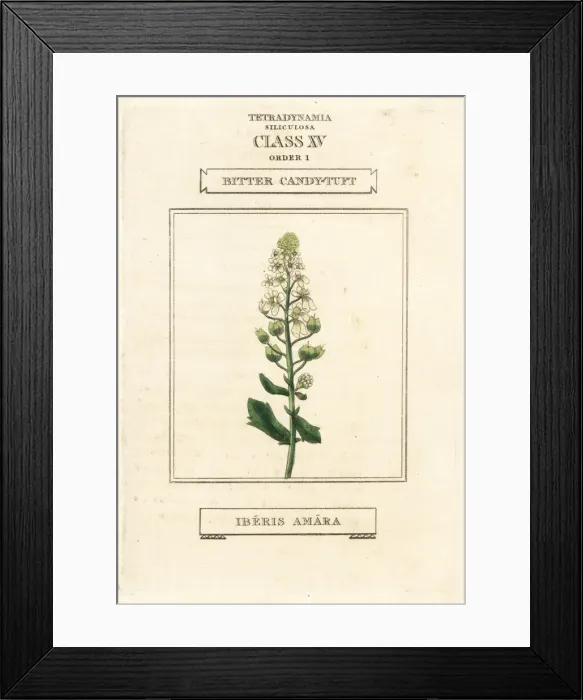 Framed Print : Bitter or rocket candytuft, Iberis amara Framed Print : Bitter or rocket candytuft, Iberis amara