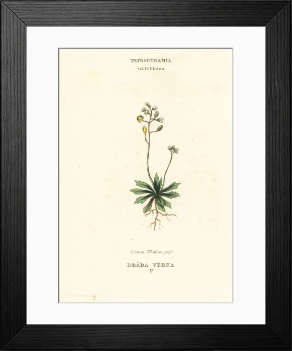 Framed Print : Common whitlow grass, Erophila verna Framed Print : Common whitlow grass, Erophila verna