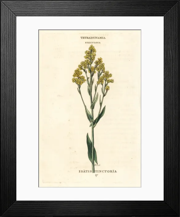 Framed Print : Woad, Isatis tinctoria Framed Print : Woad, Isatis tinctoria
