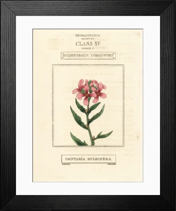 Framed Print : Coralroot, Cardamine bulbifera Framed Print : Coralroot, Cardamine bulbifera