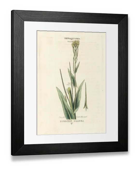 Framed Print : Smooth tower mustard, Turritis glabra Framed Print : Smooth tower mustard, Turritis glabra