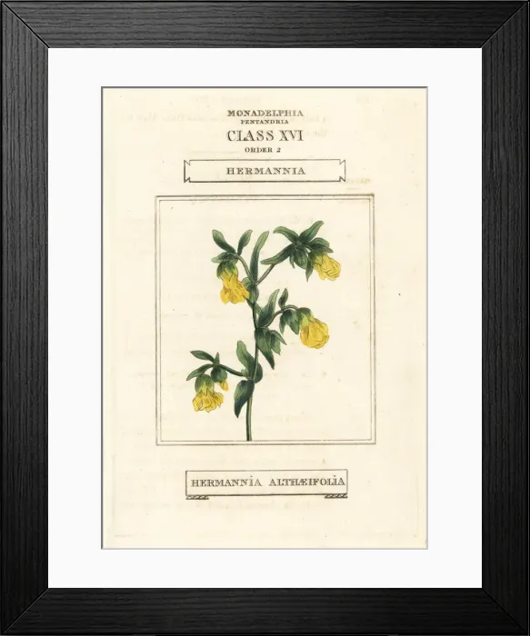 Framed Print : Hermannia, Hermannia althaeifolia Framed Print : Hermannia, Hermannia althaeifolia