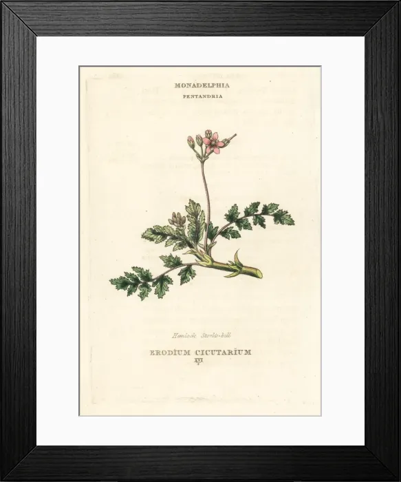 Framed Print : Hemlock stork s-bill, Erodium cicutarium Framed Print : Hemlock stork s-bill, Erodium cicutarium