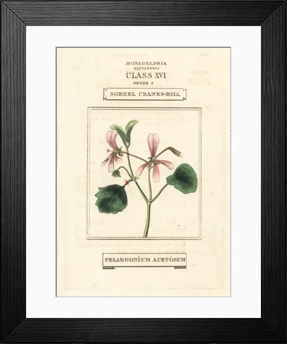 Framed Print : Sorrel cranes-bill, Pelargonium acetosum Framed Print : Sorrel cranes-bill, Pelargonium acetosum