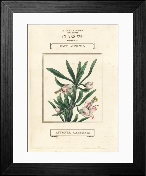 Framed Print : Chinese lantern, Nymania capensis Framed Print : Chinese lantern, Nymania capensis