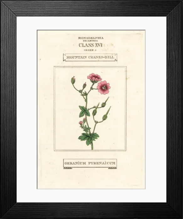 Framed Print : Mountain cranes-bill, Geranium pyrenaicum Framed Print : Mountain cranes-bill, Geranium pyrenaicum