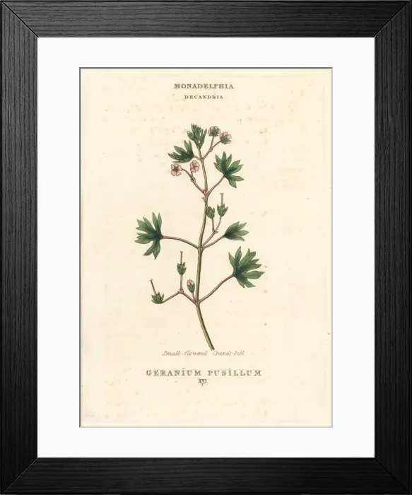 Framed Print : Small-flowered cranes-bill, Geranium pusillum Framed Print : Small-flowered cranes-bill, Geranium pusillum