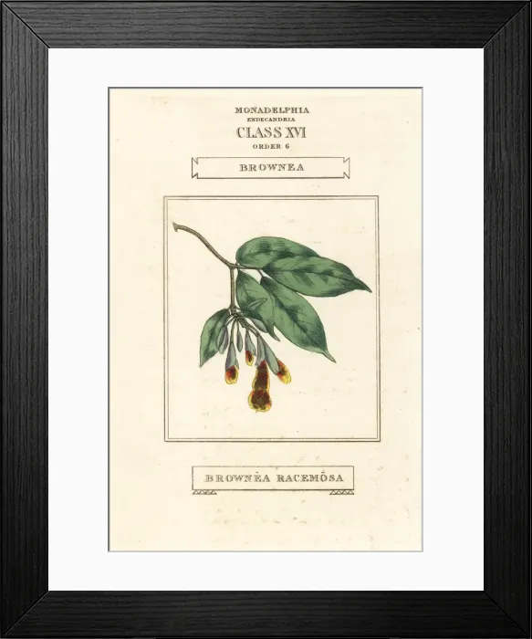 Framed Print : Scarlet flame bean, Brownea coccinea subsp. capitella Framed Print : Scarlet flame bean, Brownea coccinea subsp. capitella
