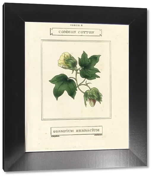 Common cotton, Gossypium herbaceum