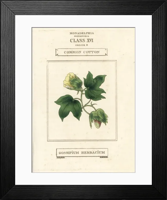 Framed Print : Common cotton, Gossypium herbaceum Framed Print : Common cotton, Gossypium herbaceum