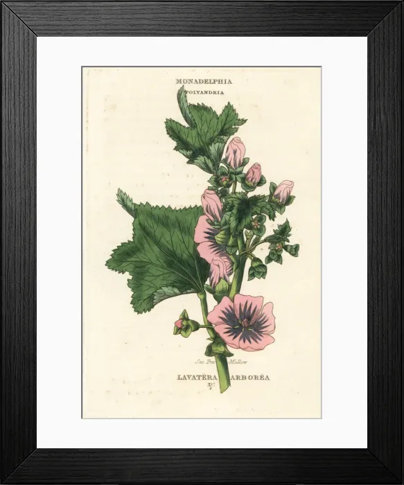Framed Print : Sea tree mallow, Malva arborea Framed Print : Sea tree mallow, Malva arborea