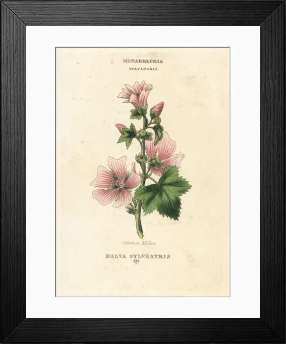 Framed Print : Common mallow, Malva sylvestris Framed Print : Common mallow, Malva sylvestris