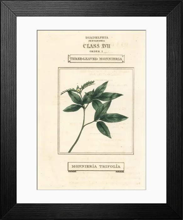 Framed Print : Ertela trifolia Framed Print : Ertela trifolia