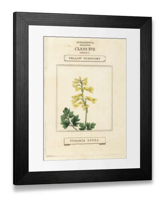 Framed Print : Yellow corydalis, Pseudofumaria lutea Framed Print : Yellow corydalis, Pseudofumaria lutea
