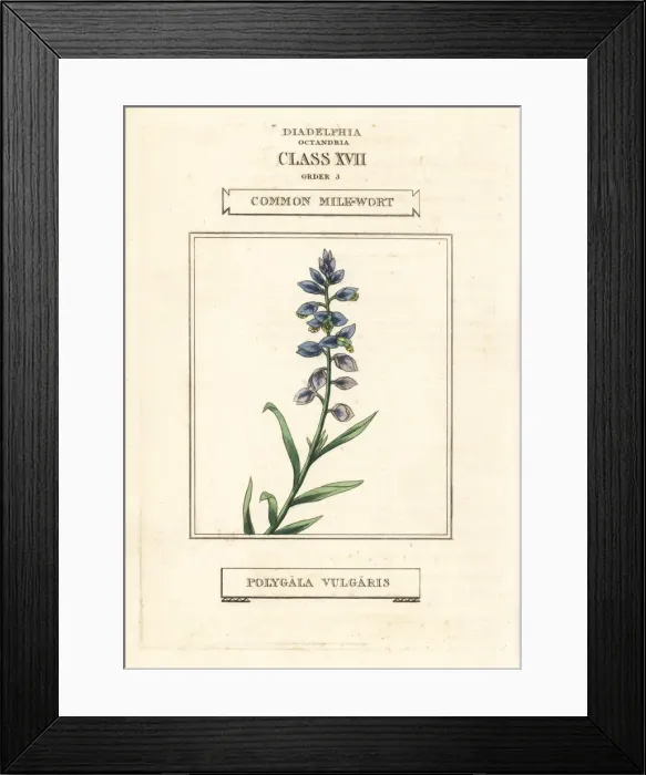 Framed Print : Common milkwort, Polygala vulgaris Framed Print : Common milkwort, Polygala vulgaris