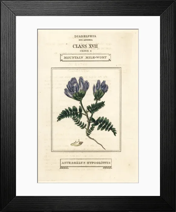 Framed Print : Mountain milkwort, Astragalus hypoglottis