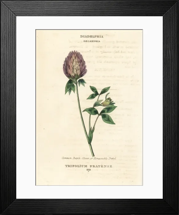 Framed Print : Red clover, Trifolium pratense Framed Print : Red clover, Trifolium pratense