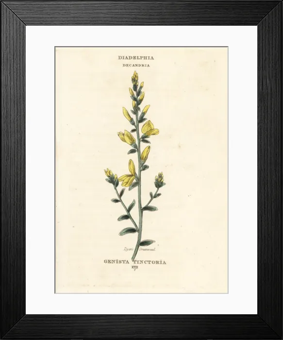Framed Print : Dyers broom, Genista tinctoria Framed Print : Dyers broom, Genista tinctoria