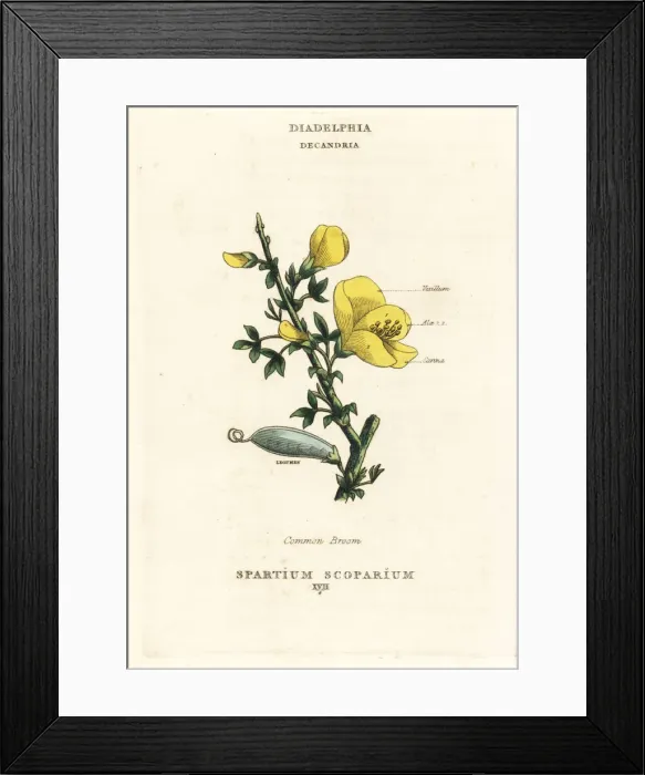 Framed Print : Common broom, Cytisus scoparius Framed Print : Common broom, Cytisus scoparius
