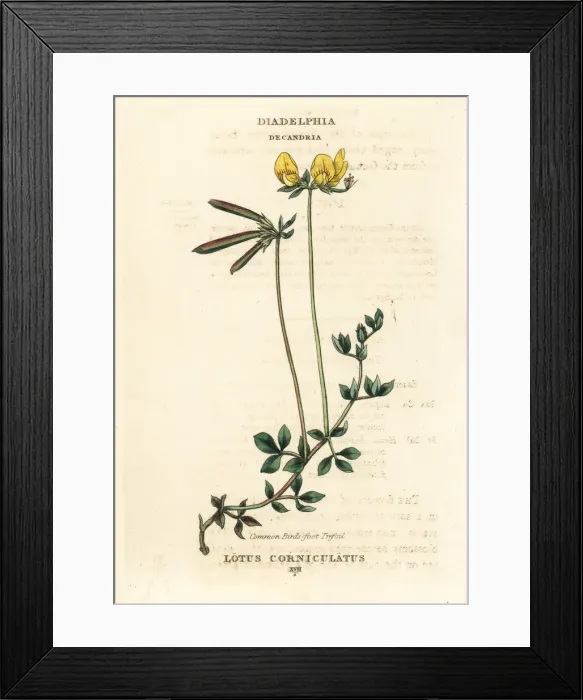Framed Print : Common bird s-foot trefoil, Lotus corniculatus Framed Print : Common bird s-foot trefoil, Lotus corniculatus