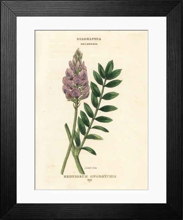 Framed Print : Saintfoin, Onobrychis viciifolia Framed Print : Saintfoin, Onobrychis viciifolia