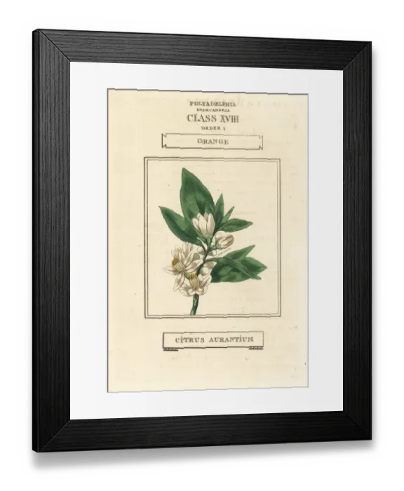 Framed Print : Orange tree, Citrus aurantium Framed Print : Orange tree, Citrus aurantium
