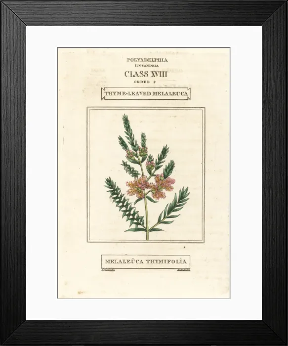Framed Print : Thyme honey-myrtle, Melaleuca thymifolia Framed Print : Thyme honey-myrtle, Melaleuca thymifolia