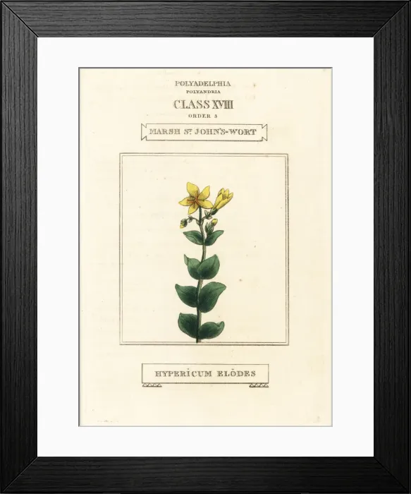 Framed Print : Marsh St. John s-wort, Hypericum elodes Framed Print : Marsh St. John s-wort, Hypericum elodes